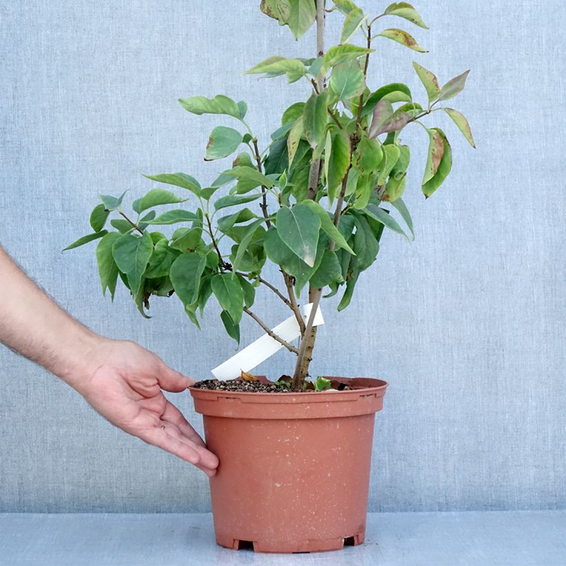 Ejemplar de Lila Président Grevy - Syringa vulgaris Maceta 4L/5L, Formación arbustiva entregado en verano
