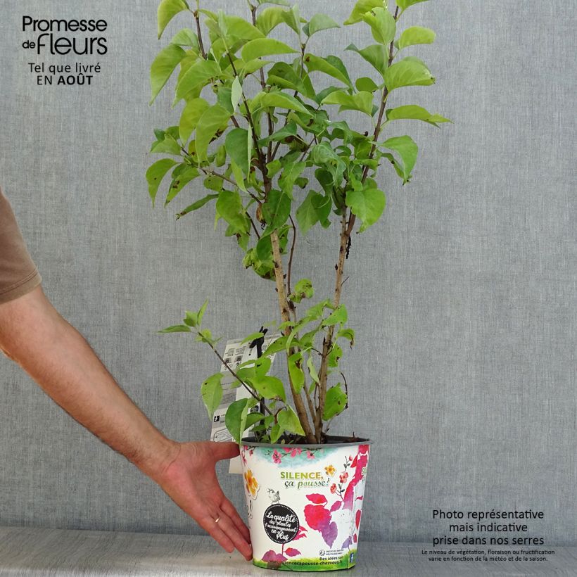 Ejemplar de Lila Princesse Sturdza - Syringa vulgaris Maceta 4L/5L entregado en verano