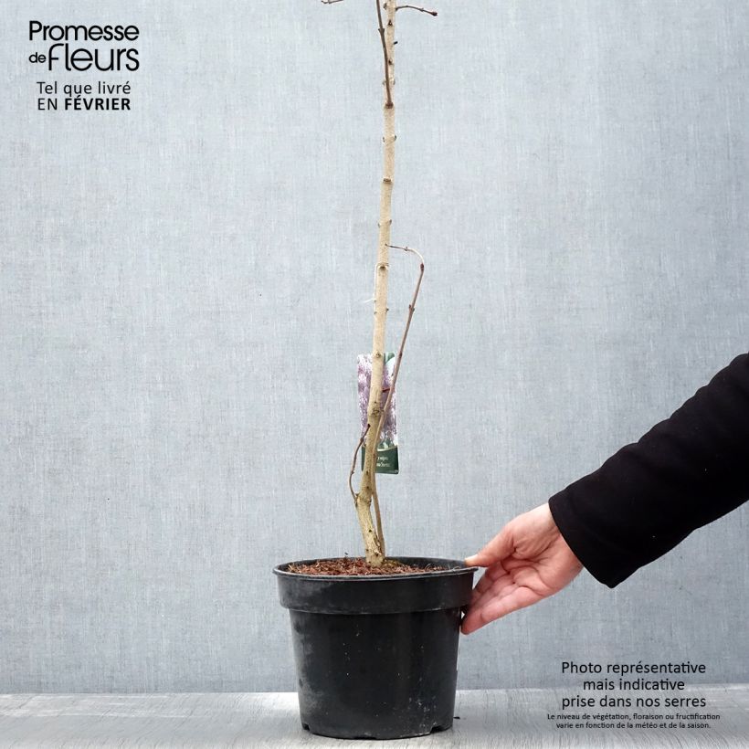 Lila Princesse Sturdza - Syringa vulgaris Maceta 4L/5L Ejemplar entregado en invierno