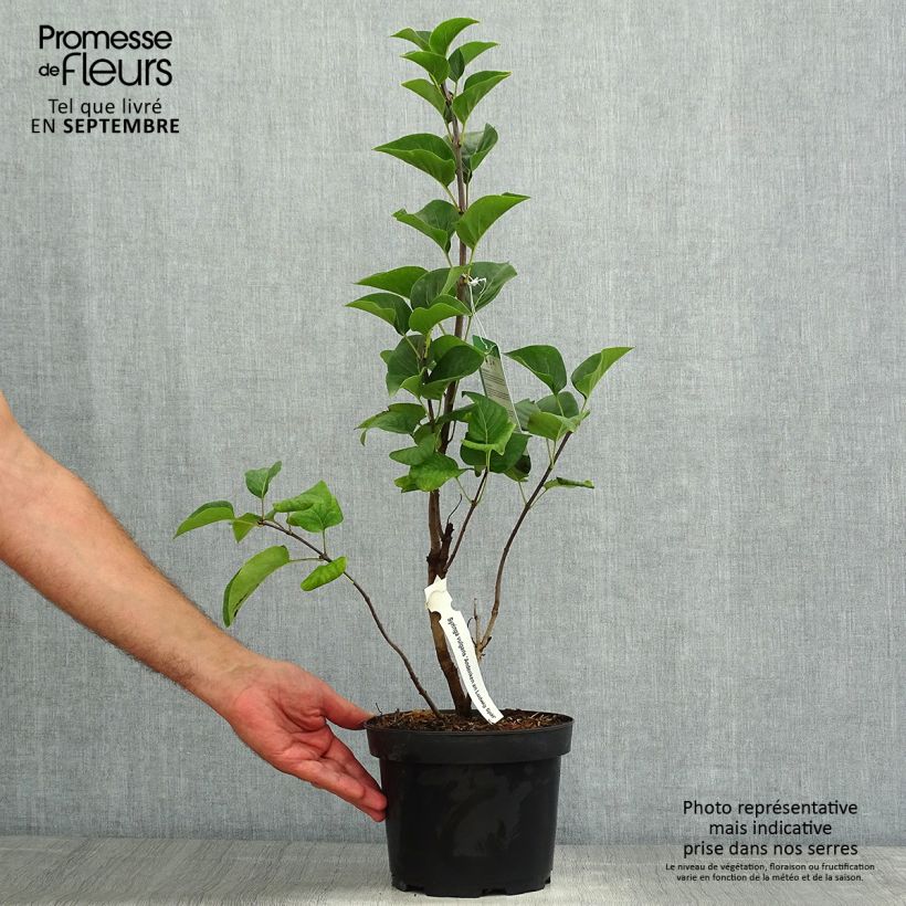 Ejemplar de Lila Souvenir de Louis Spaeth - Syringa vulgaris Maceta 2L/3L, Formación arbustiva entregado en verano