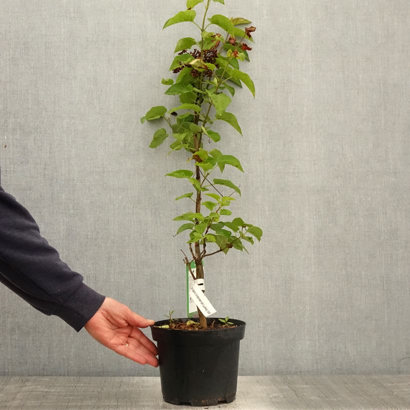 Lila Souvenir de Louis Spaeth - Syringa vulgaris Maceta 2L/3L, Formación arbustiva Ejemplar entregado en la primavera