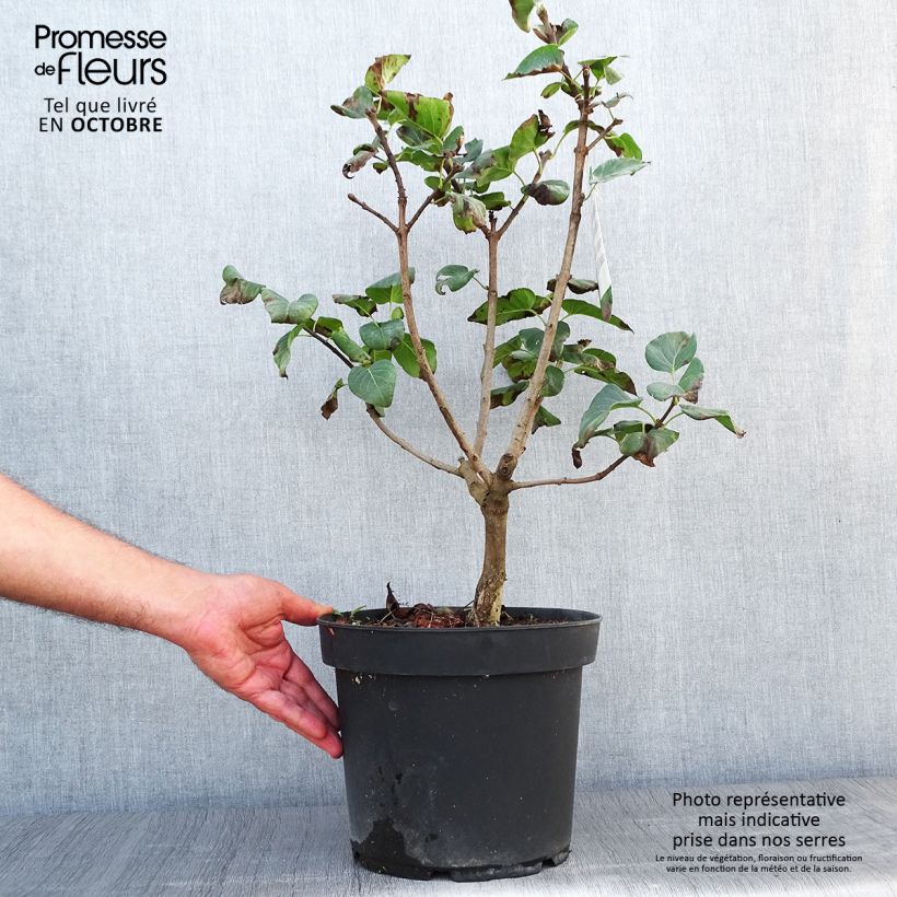 Ejemplar de Lila Souvenir de Louis Spaeth - Syringa vulgaris Maceta 7,5L/10L entregado en otoño