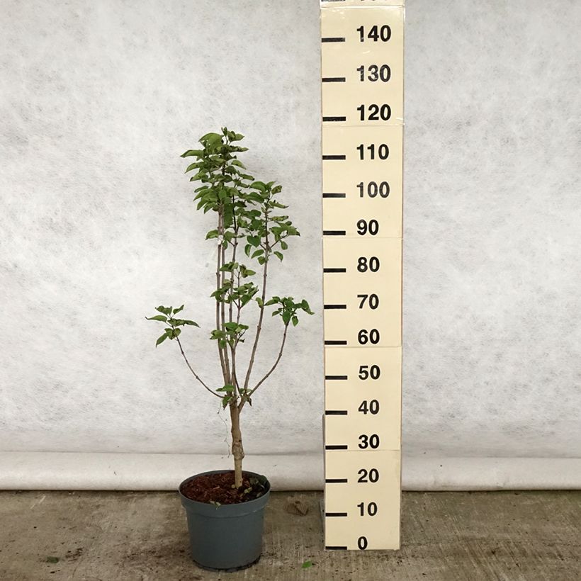 Ejemplar de Lila Souvenir de Louis Spaeth - Syringa vulgaris Maceta 7,5L/10L entregado en verano