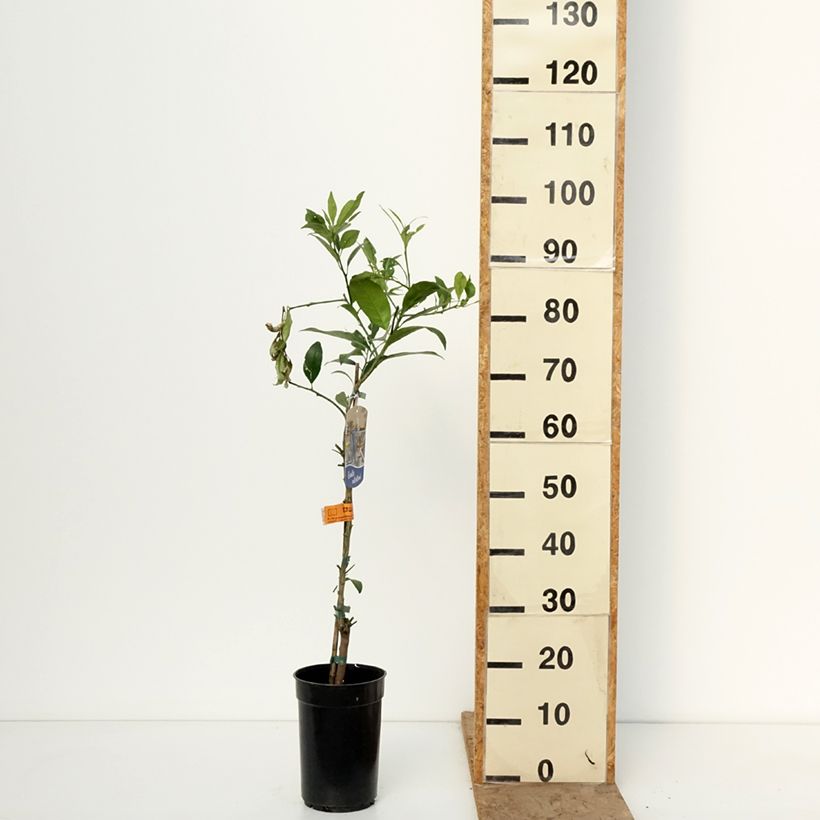 Limequat - Citrus floridana Maceta 3L/4L, Formación arbustiva Ejemplar entregado en invierno