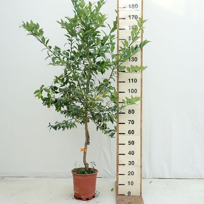Ejemplar de Limequat - Citrus floridana Maceta 7,5L/10L, Medio tallo entregado en otoño