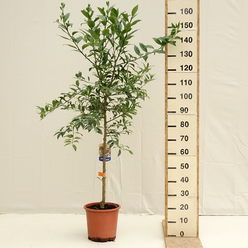 Limequat - Citrus floridana Maceta 7,5L/10L, Medio tallo Ejemplar entregado en la primavera
