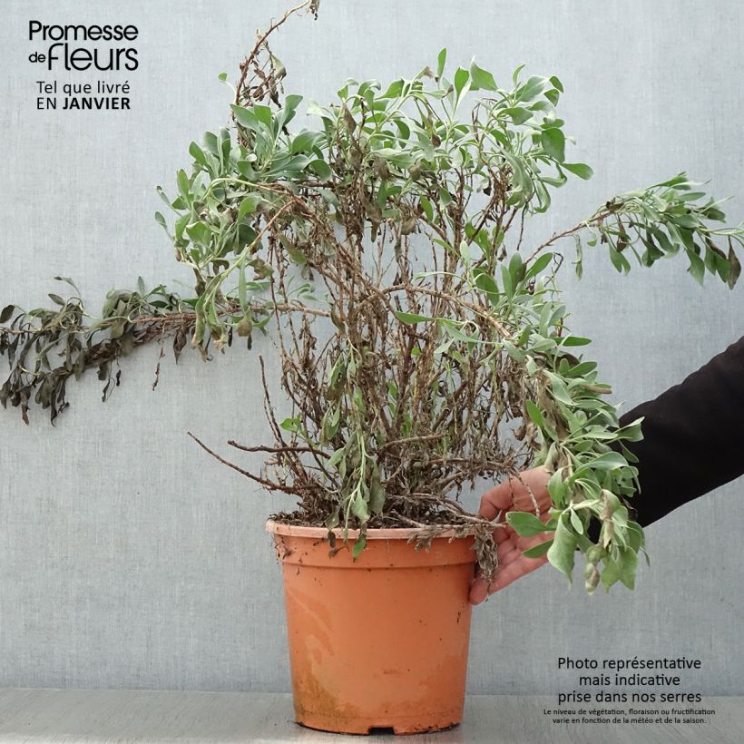 Limoniastrum monopetalum - Salado Maceta 7,5L/10L Ejemplar entregado en invierno