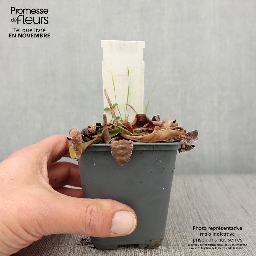 Ejemplar de Limonium gmelinii subsp. hungaricum Maceta de 8/9 cm entregado en otoño