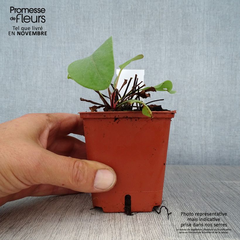 Ejemplar de Limonium perezzi Maceta de 8/9 cm entregado en otoño