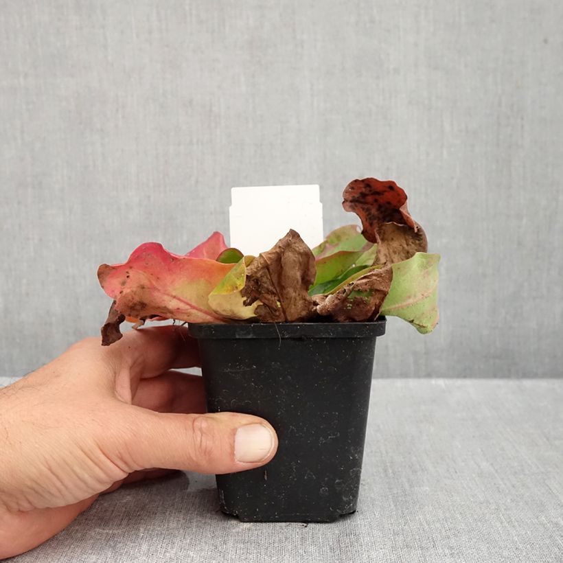 Ejemplar de Limonium platyphyllum Maceta de 8/9 cm entregado en otoño