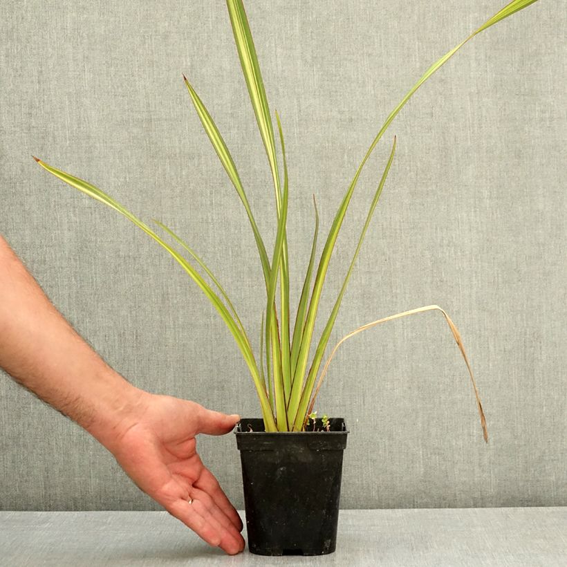 Ejemplar de Phormium tenax Apricot Queen - Lino de Nueva Zelanda Maceta 1,5L/2L entregado en verano