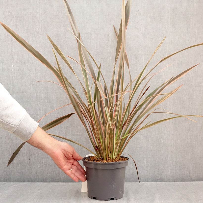 Ejemplar de Phormium tenax Flamingo - Lino de Nueva Zelanda Maceta 3L/4L entregado en otoño