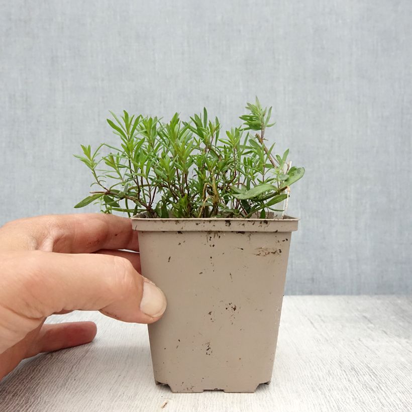 Linaria anticaria Antique Silver Maceta de 8/9 cm Ejemplar entregado en la primavera