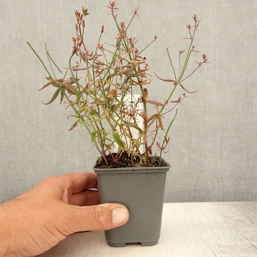 Ejemplar de Linaria triornithophora Maceta de 8/9 cm entregado en verano