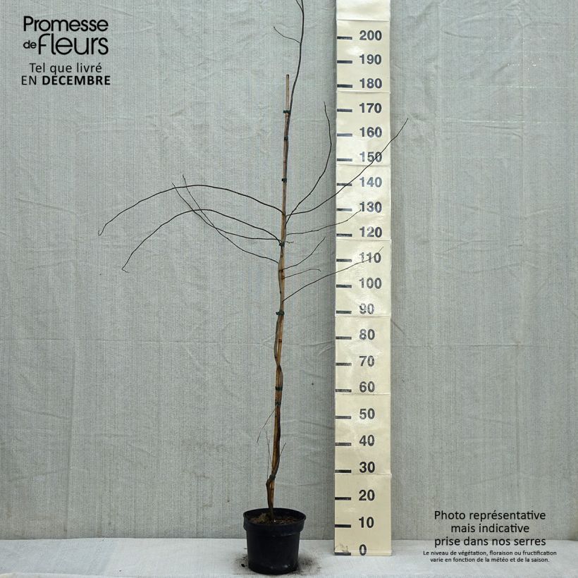 Lindera benzoin Maceta 4L/5L Ejemplar entregado en invierno