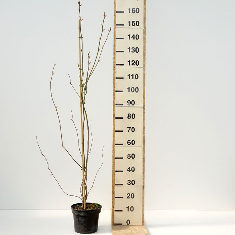 Lindera obtusiloba Maceta 4L/5L Ejemplar entregado en la primavera