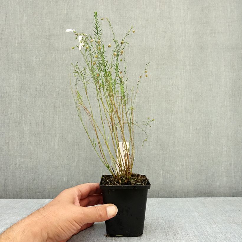 Ejemplar de Linum perenne Diamant - Lino azul Maceta de 8/9 cm entregado en verano