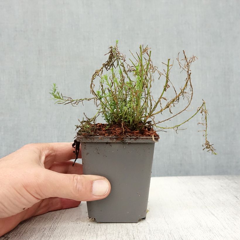 Ejemplar de Linum perenne Saphir - Lino azul Maceta de 8/9 cm entregado en otoño