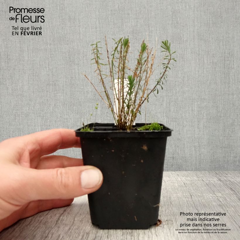 Linum perenne Saphir - Lino azul Maceta de 8/9 cm Ejemplar entregado en invierno