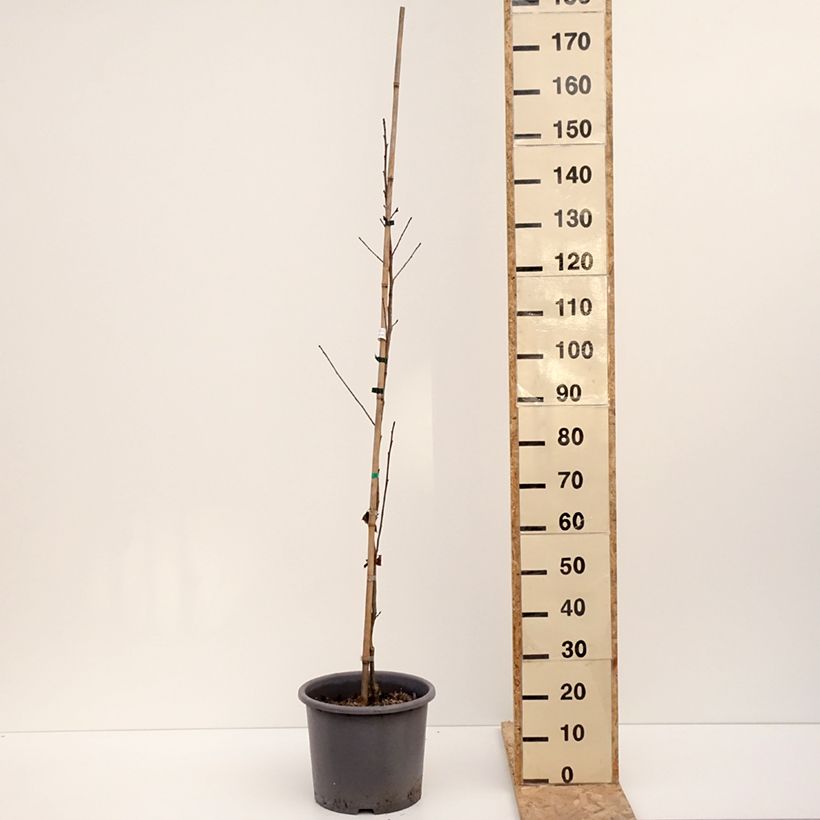 Liquidambar formosana Maceta 12L/15L Ejemplar entregado en invierno