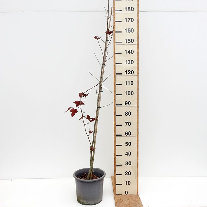 Ejemplar de Liquidambar formosana Maceta 12L/15L entregado en otoño