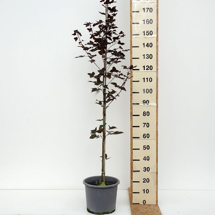 Ejemplar de Liquidambar formosana Maceta 12L/15L entregado en verano