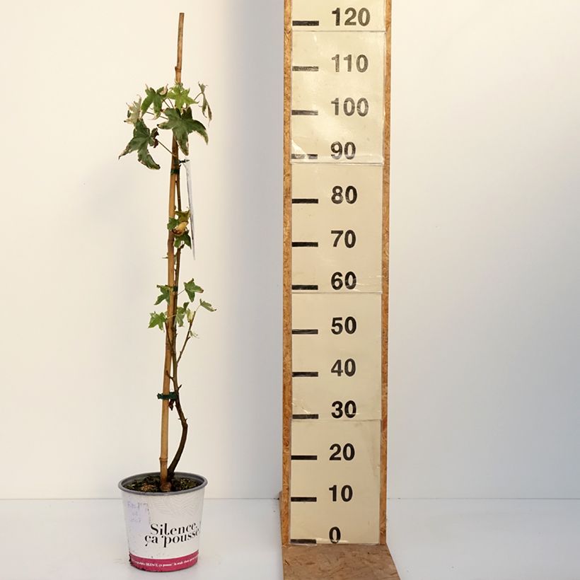 Ejemplar de Liquidambar styraciflua Albomarginata Manon Maceta 4L/5L entregado en otoño