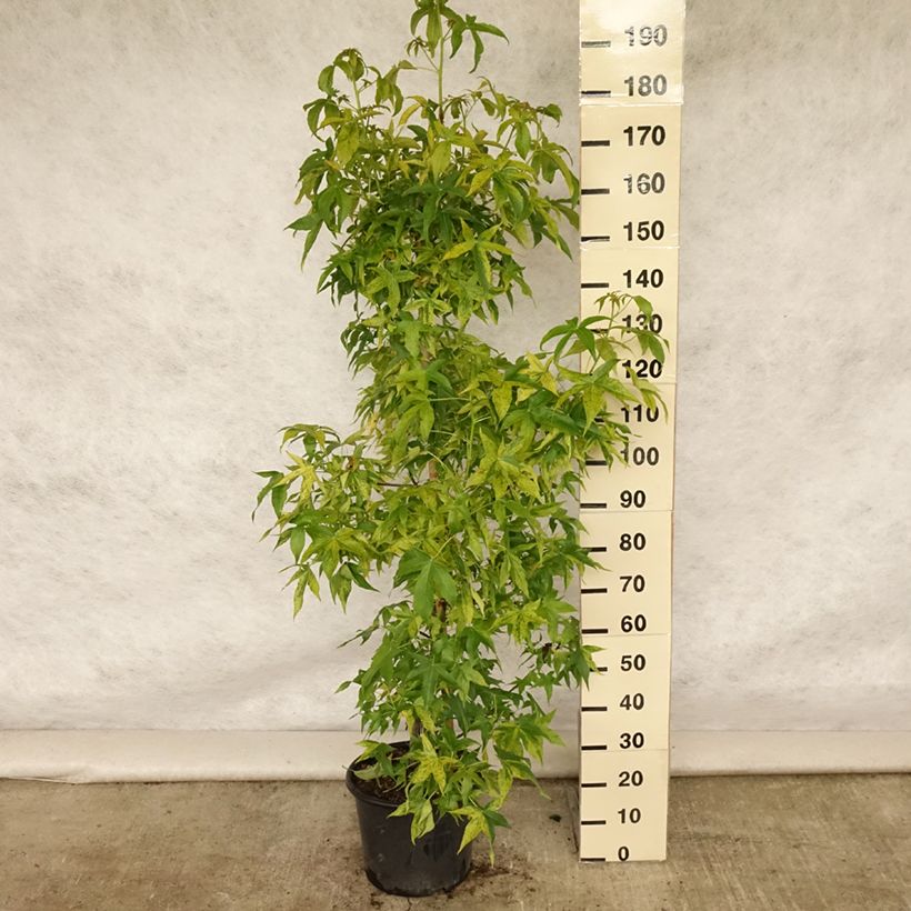 Ejemplar de Liquidambar styraciflua Aurea Maceta 12L/15L, Arból joven entregado en verano