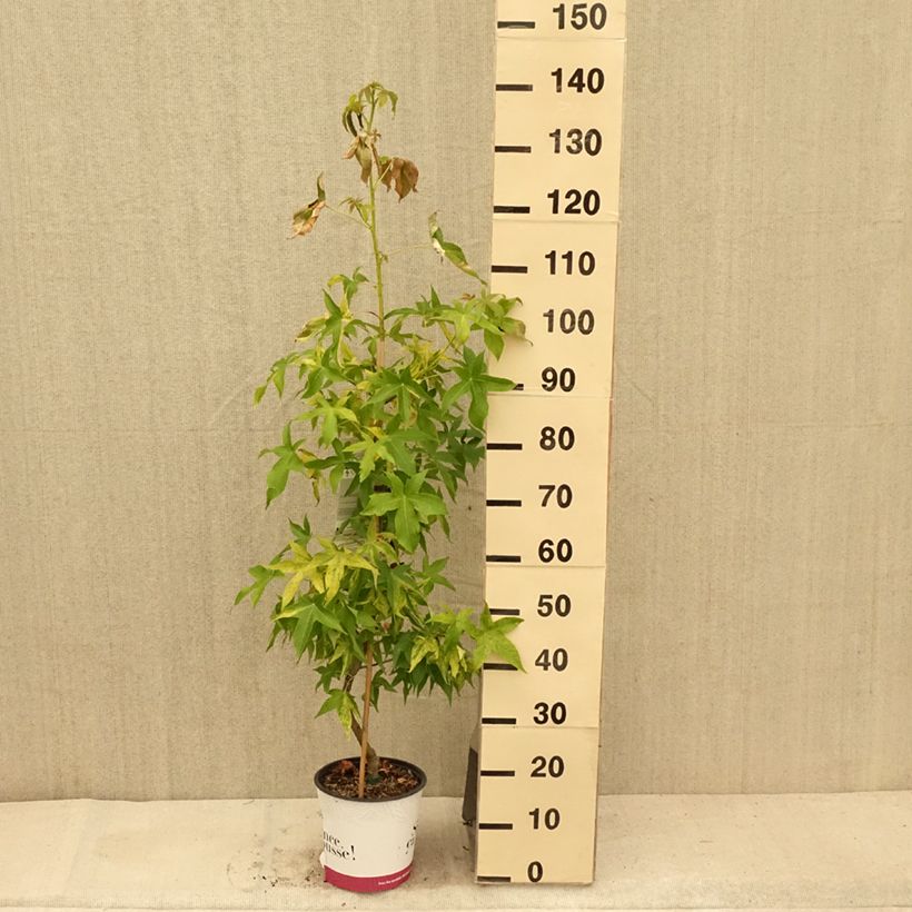 Ejemplar de Liquidambar styraciflua Aurea Maceta 4L/5L entregado en verano