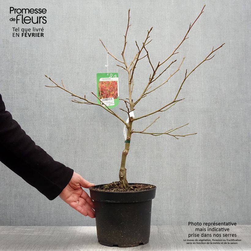 Liquidambar styraciflua Gum Ball Maceta 4L/5L Ejemplar entregado en invierno