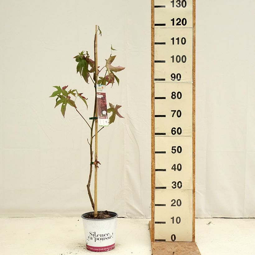 Ejemplar de Liquidambar styraciflua Lane Roberts Maceta 2L/3L entregado en otoño
