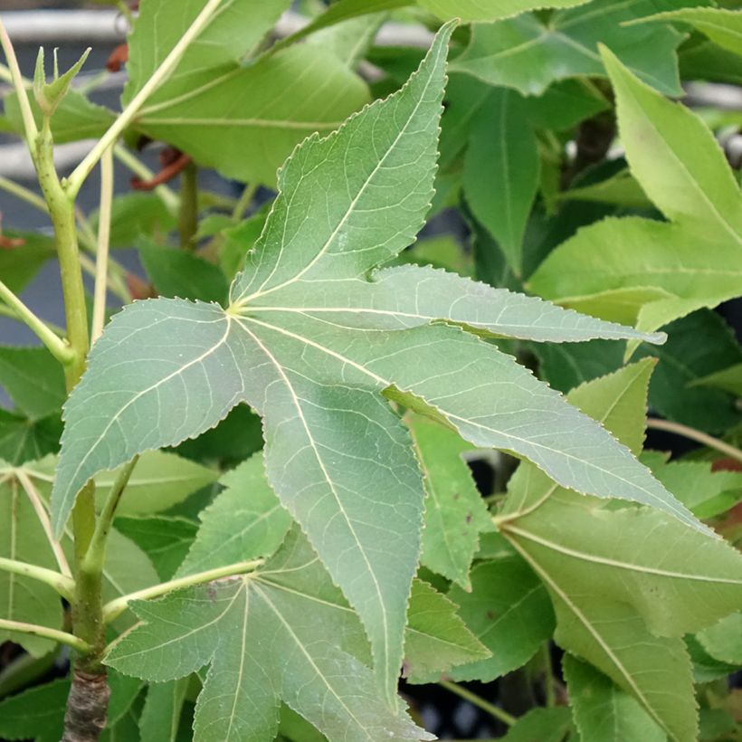 Liquidambar styraciflua Oakville Highlight (Follaje)
