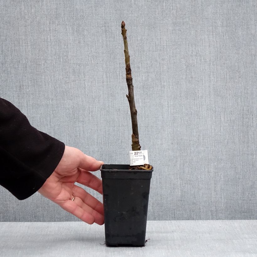 Liquidambar styraciflua Oakville Highlight Maceta 1L/1,5L Ejemplar entregado en invierno