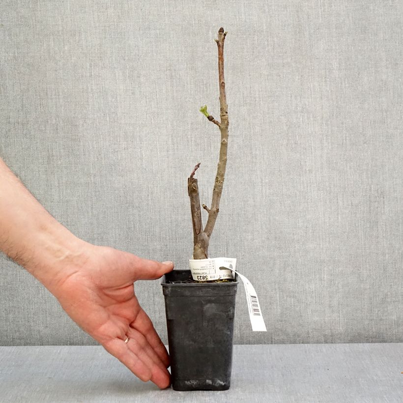 Liquidambar styraciflua Oakville Highlight Maceta 1L/1,5L Ejemplar entregado en la primavera