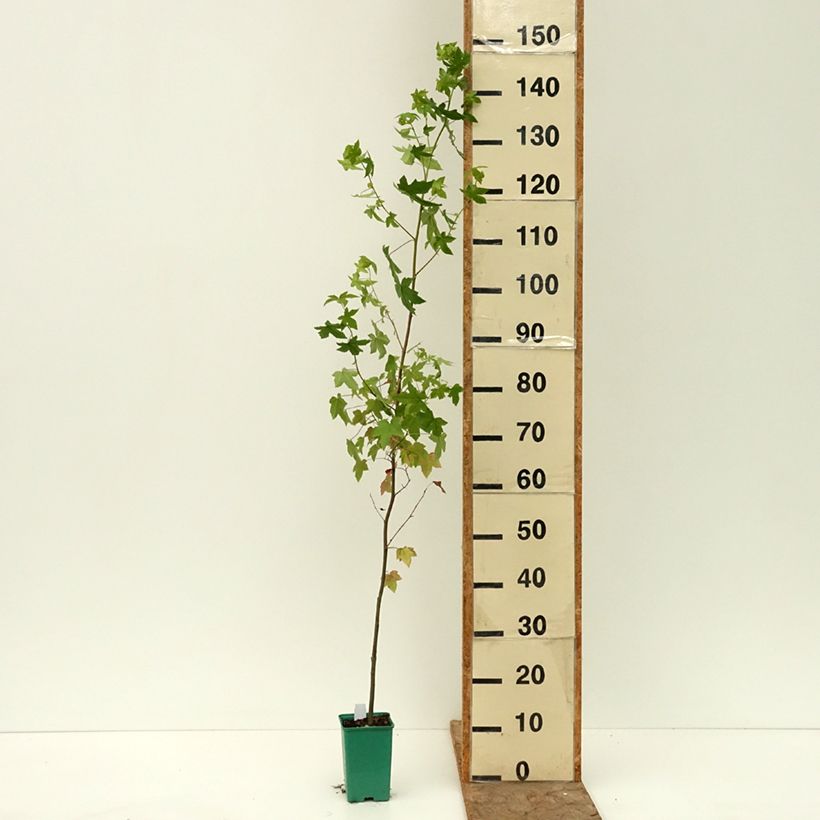 Ejemplar de Liquidambar styraciflua - Liquidámbar americano Maceta de 12 cm / 13 cm entregado en verano