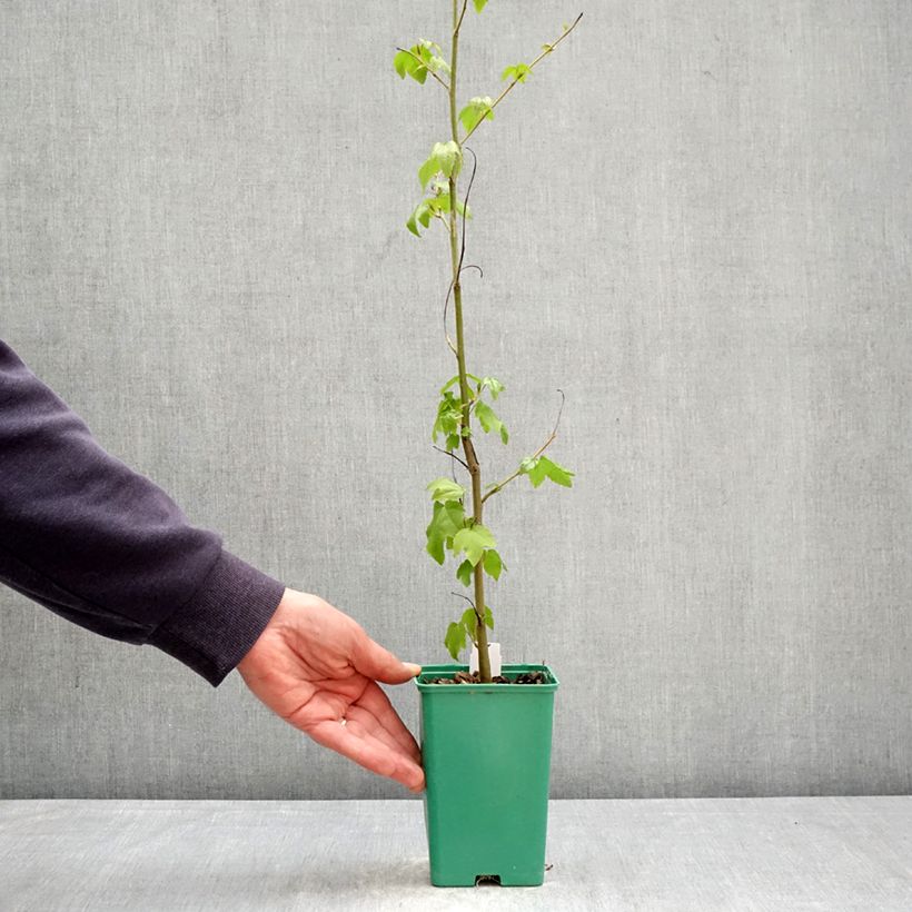 Liquidambar styraciflua - Liquidámbar americano Maceta de 12 cm / 13 cm Ejemplar entregado en la primavera