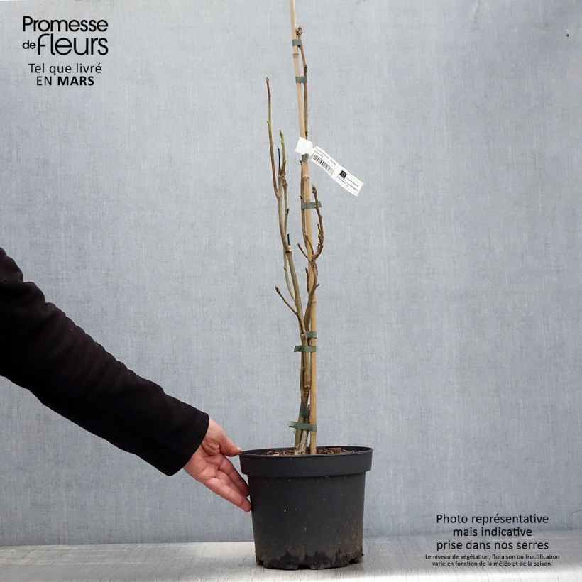 Liquidambar styraciflua Slender Silhouette Maceta 4L/5L Ejemplar entregado en la primavera