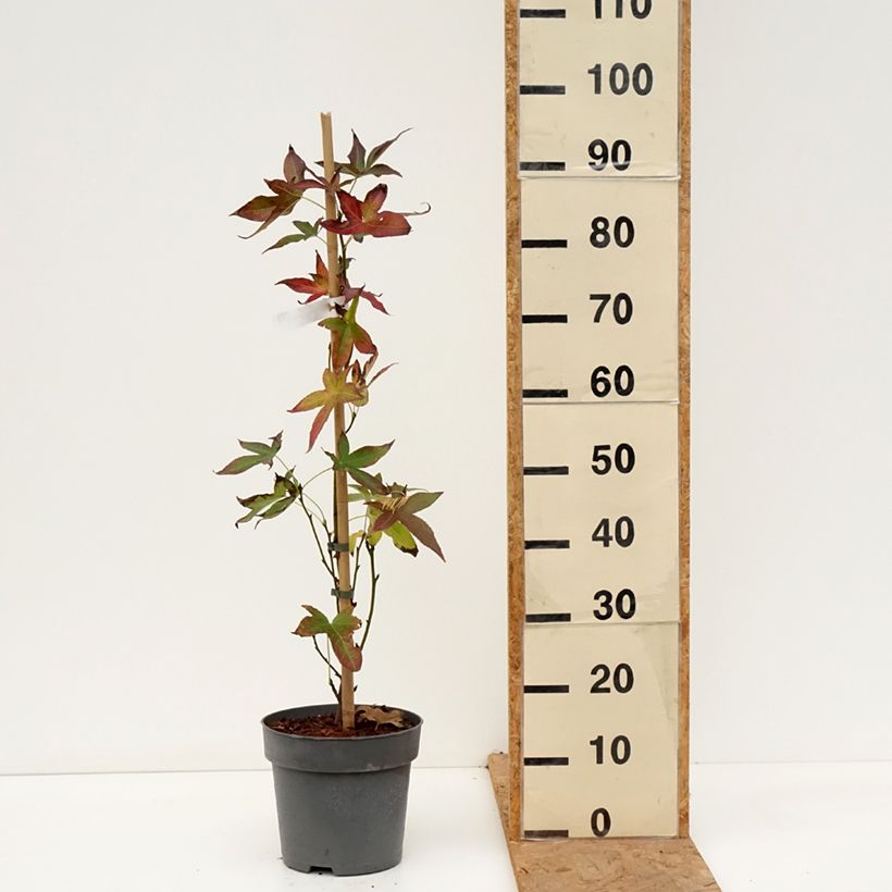 Ejemplar de Liquidambar styraciflua Slender Silhouette Maceta 4L/5L entregado en otoño