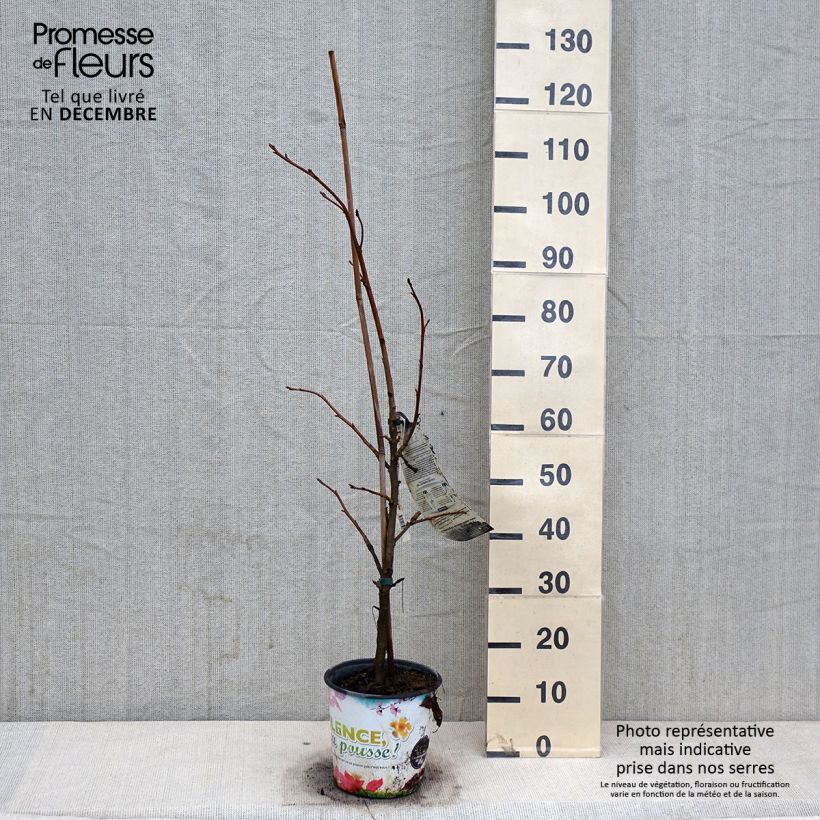 Ejemplar de Liquidambar styraciflua Thea Maceta 4L/5L entregado en otoño