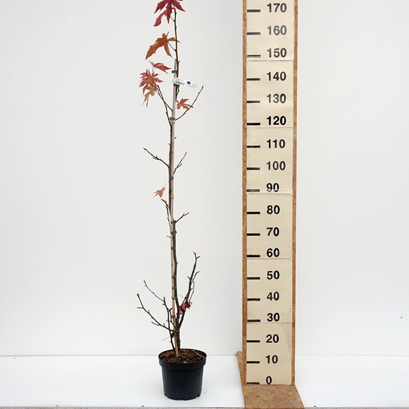 Ejemplar de Liquidambar styraciflua Worplesdon Maceta 4L/5L entregado en otoño