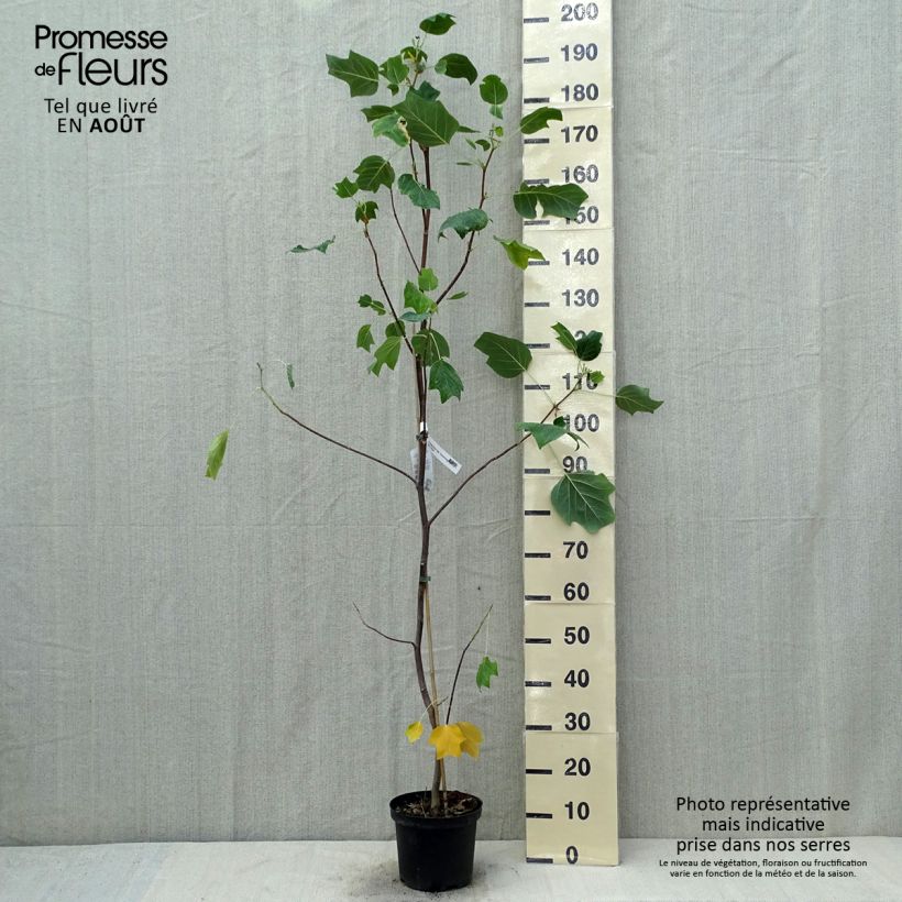 Ejemplar de Arbol de las tulipas Aureomarginatum - Liriodendron tulipifera Maceta 3L/4L entregado en verano