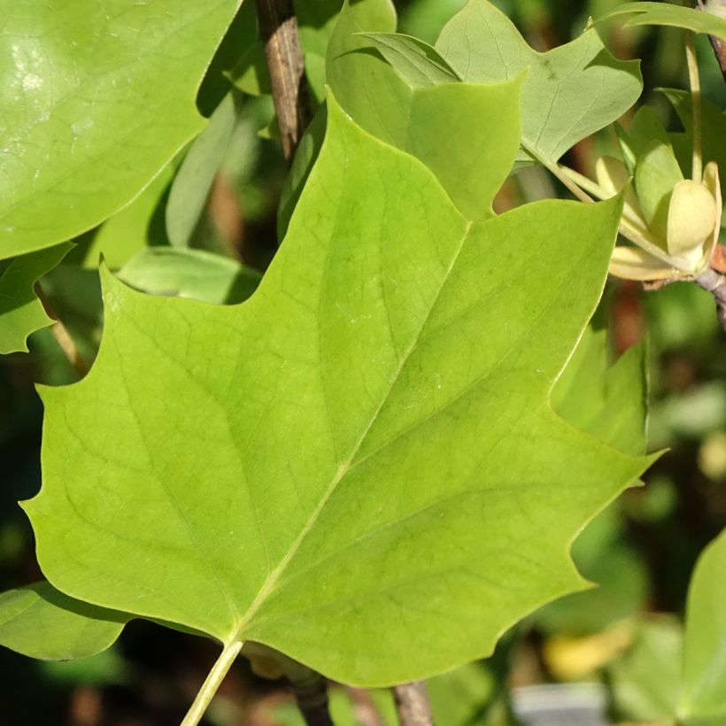 Arbol de las tulipas Emerald City - Liriodendron tulipifera (Follaje)