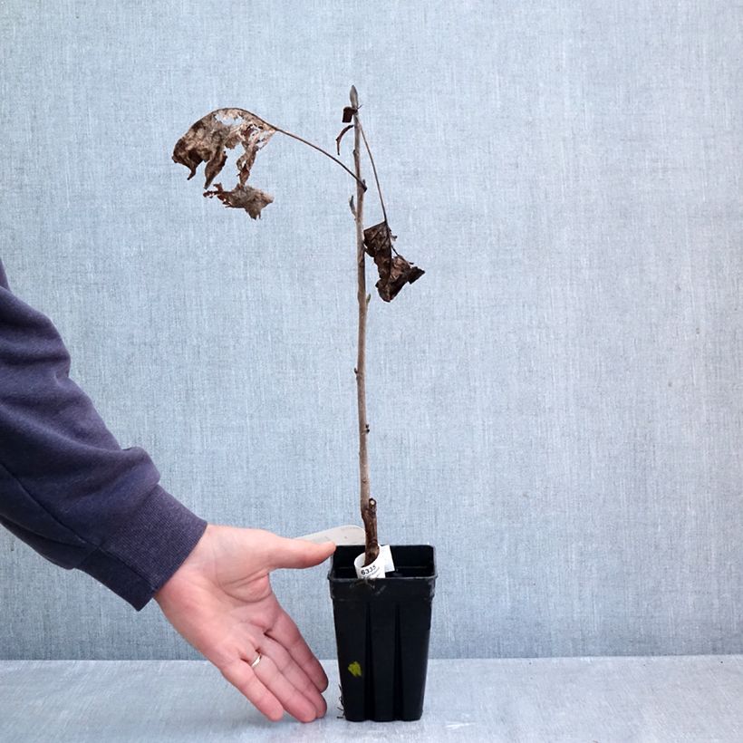 Ejemplar de Arbol de las tulipas Emerald City - Liriodendron tulipifera Maceta 1L/1,5L entregado en otoño