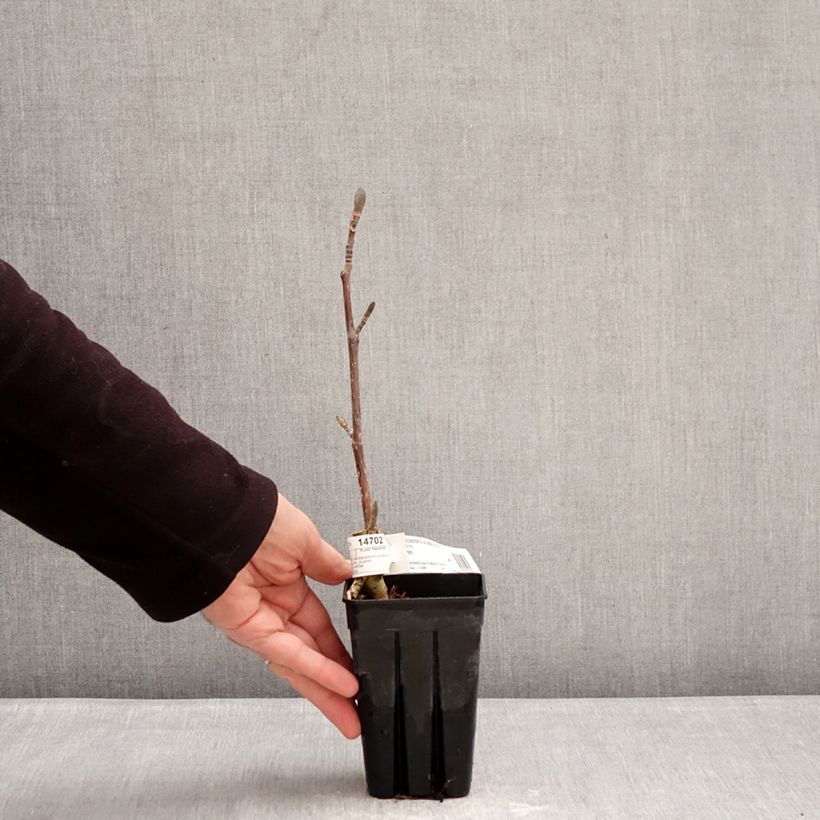 Arbol de las tulipas Emerald City - Liriodendron tulipifera Maceta 1L/1,5L Ejemplar entregado en invierno