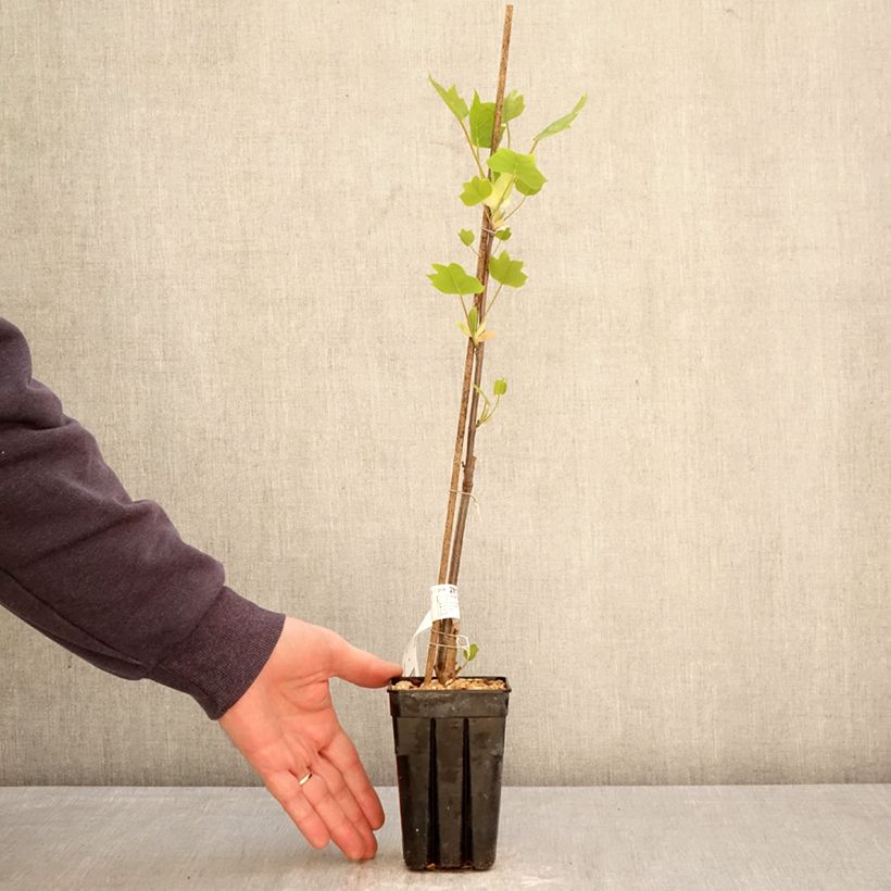 Arbol de las tulipas Emerald City - Liriodendron tulipifera Maceta 1L/1,5L Ejemplar entregado en la primavera