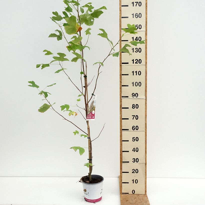 Ejemplar de Arbol de las tulipas Fastigiata - Liriodendron tulipifera Maceta 4L/5L, Tallo entregado en verano