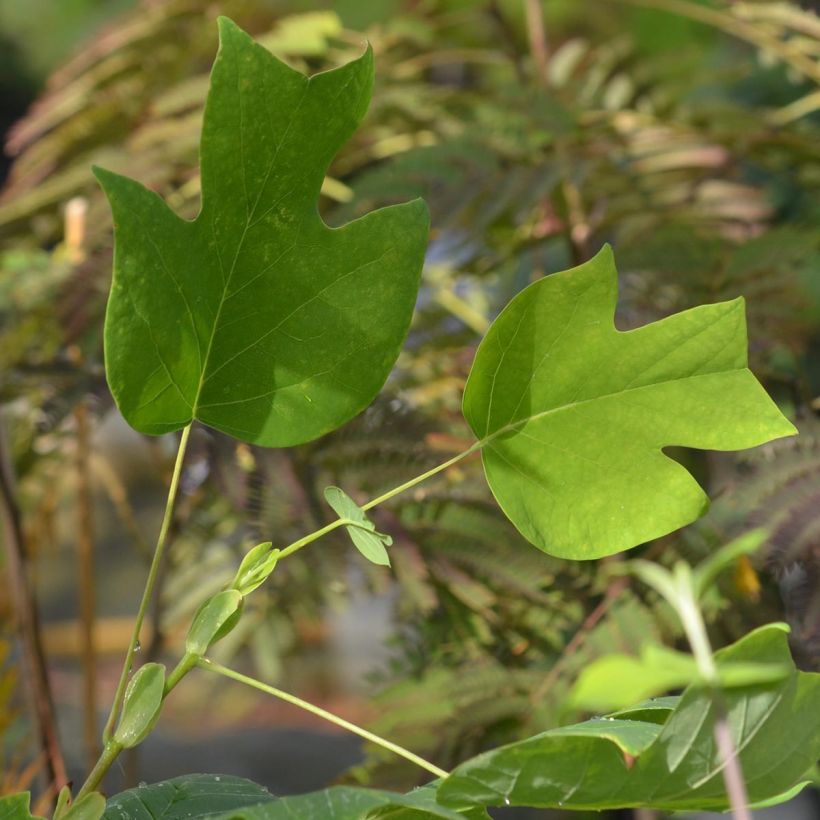 Arbol de las tulipas - Liriodendron tulipifera (Follaje)