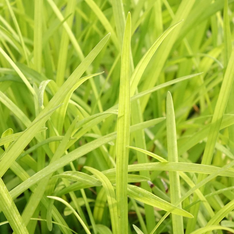 Liriope graminifolia var. densiflora (Follaje)