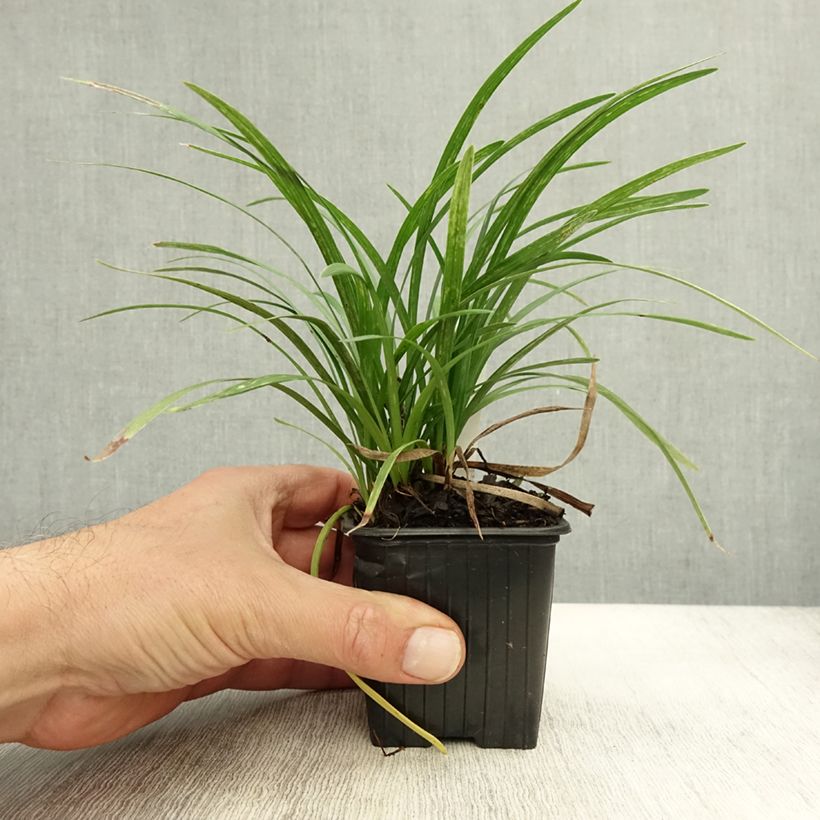 Ejemplar de Liriope graminifolia var. densiflora Maceta de 8/9 cm entregado en otoño