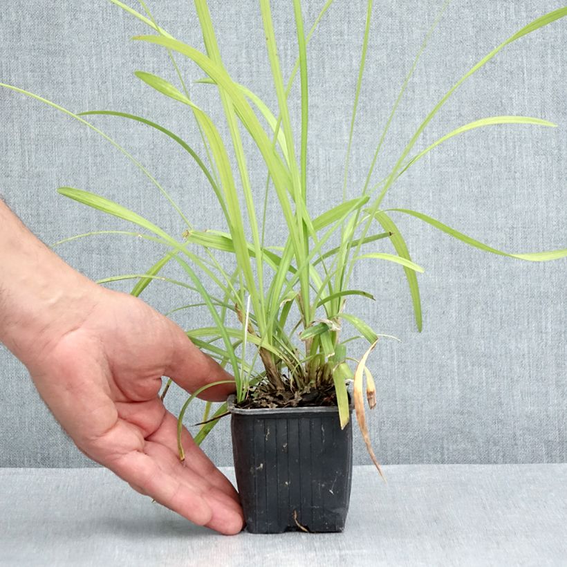Ejemplar de Liriope graminifolia var. densiflora Maceta de 8/9 cm entregado en verano